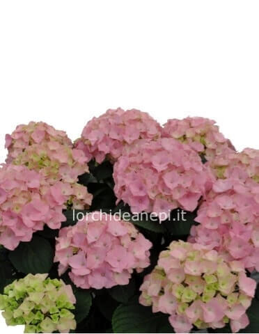 pianta ortenzie