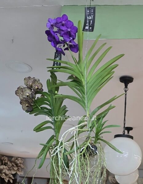 orchidea dell'aria wanda