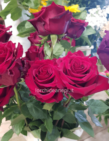 12ROSE ROSSE GAMBO LUNGO 80/90